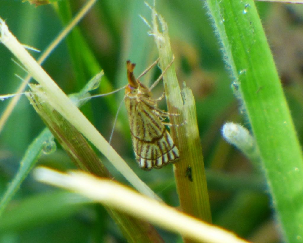 Falena da identificare: Chrysocrambus sp. - Crambidae